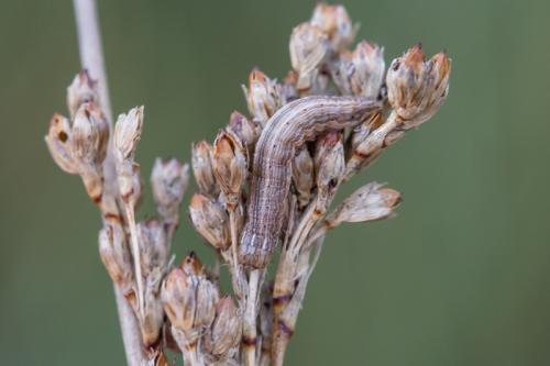 Réf. 269 454 : Mythimna sp.